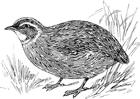 Quail | ClipArt ETC