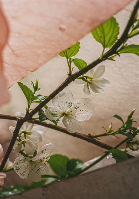 Selective Empathy → Term