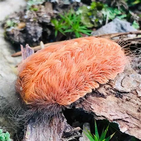 How To Get Rid Of Asp Caterpillar In The Garden | PlantCareToday.com