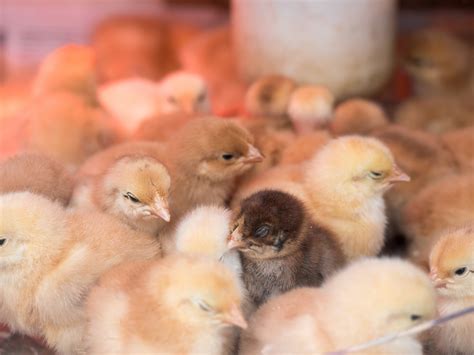 The Age-Old Practice of "Cold-Brooding" Baby Chicks - Welcome to ...