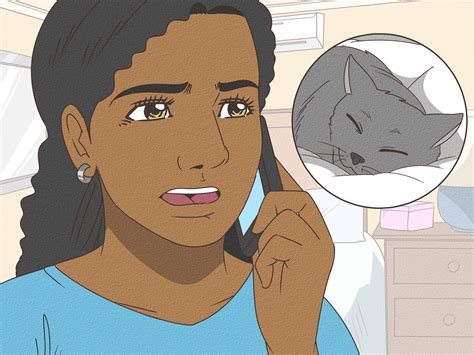 How To Comfort A Dying Cat?