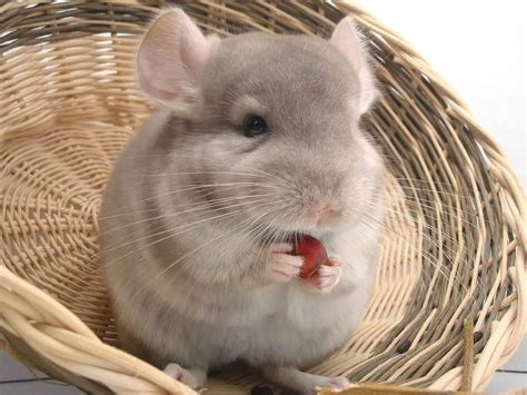 50 Charming Chinchilla Facts That You Have To Know