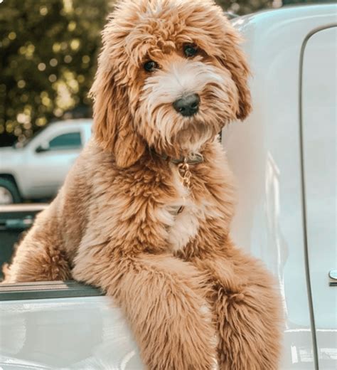 Sizes Colors & Coats - Teddy Bear Golden Doodles