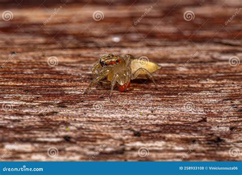Small Jumping Spider stock photo. Image of male, animal - 258933108