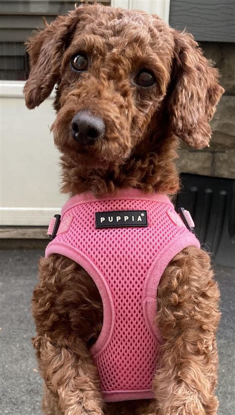 Buffalo Pug & Small Breed Rescue, Inc.