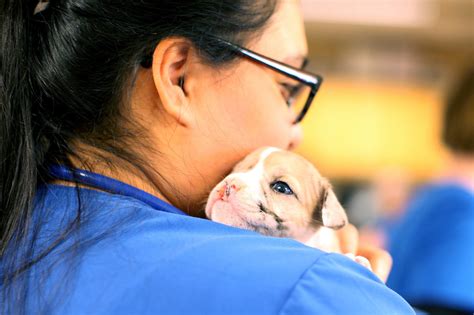 How It Works - Mountain View Animal Emergency