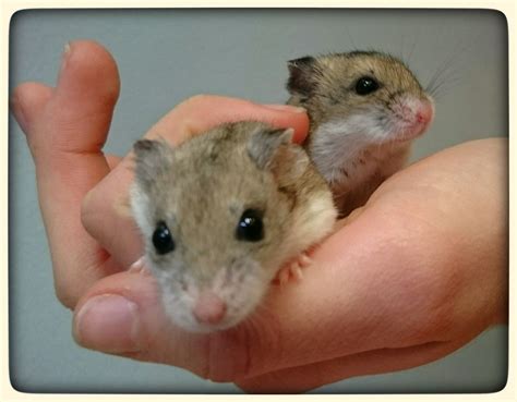 Chinese Dwarf Hamster Female