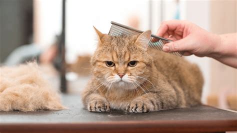 Cat Grooming 101:Tips, Tools & Tricks for a Happy Cat