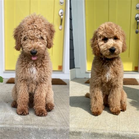 Teddy Bear Goldendoodle Haircuts - Hairstyle | Haircut Trend