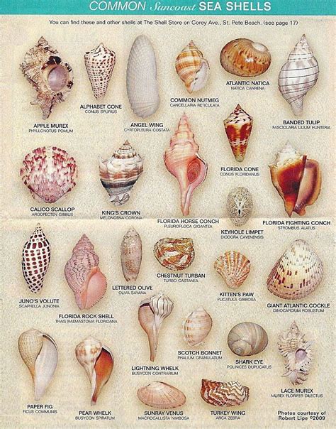 Seashell Art, Seashell Crafts, Shells And Sand, Sea Shells, Beach Art ...