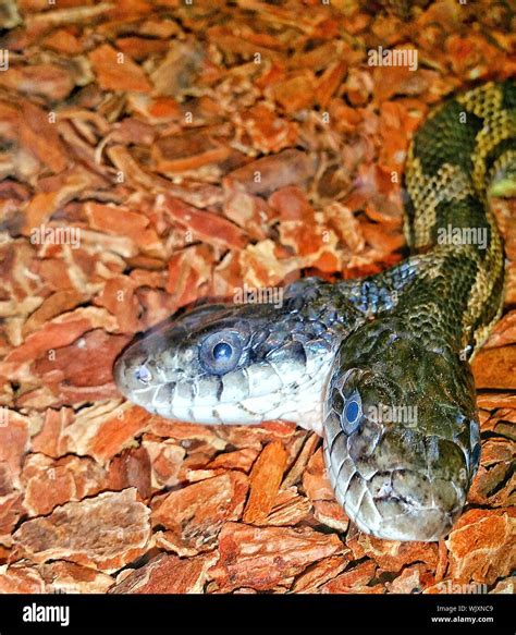 Two Headed Snake High Resolution Stock Photography and Images - Alamy