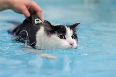 Dog Hydrotherapy Pool Near Me | Aqua Therapy for Dogs UK