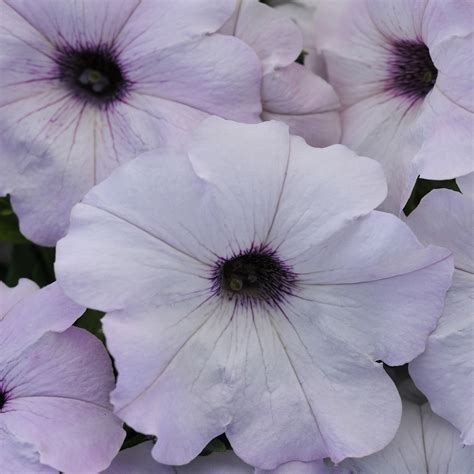 Silver Easy Wave Petunia Flower Seeds For Hanging Baskets & More