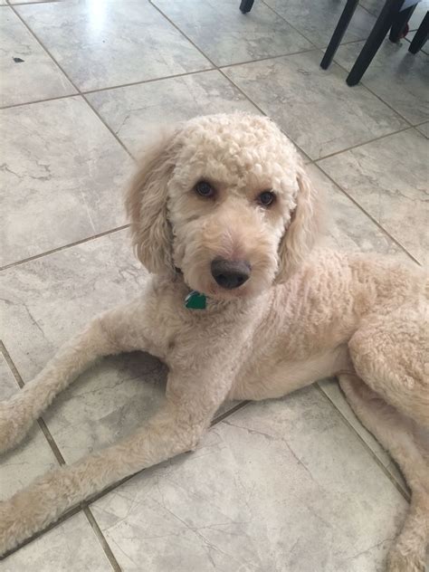 Pin by Alyssa Jones on animals:) | Goldendoodle grooming, Goldendoodle ...