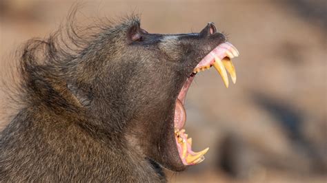 Mandrill Baboon Attack