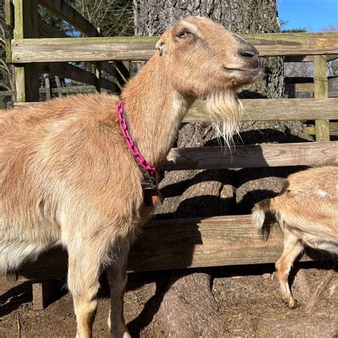 LaManchas: The Perfect Dairy Goat Breed?