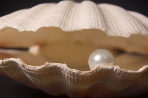 Do Clams Have Pearls