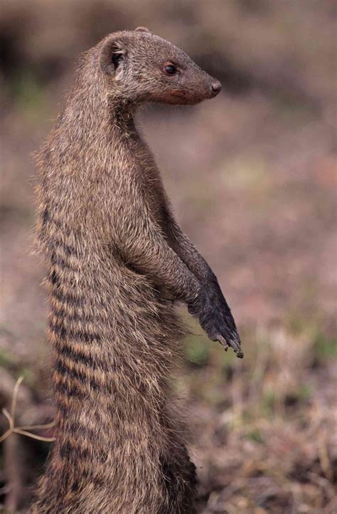 A Guide to the History of Mongooses