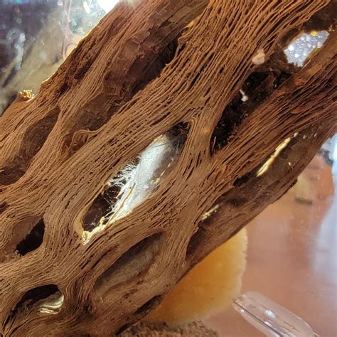 Please Help! New to jumping spiders, is he molting, or dying? : r ...