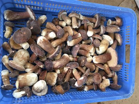 Detan Wild Boletus Fresh Pornici Mushrooms - Premium Brown Whole Boletus Mushrooms for B2B ...