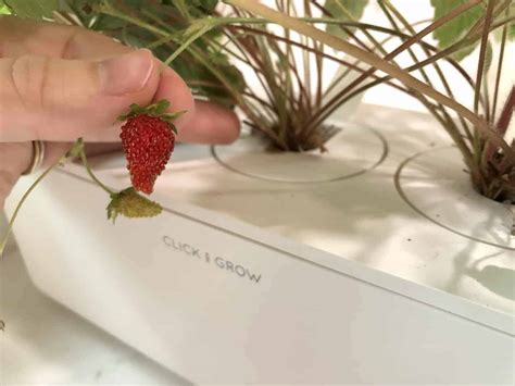 Growing strawberries indoors for a sweet, year-round treat 🍓 🏡 Savor ...