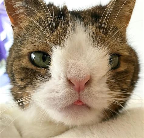 Pictures Of Cats With Down Syndrome