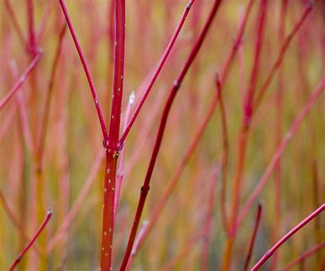 When and how to prune red twig dogwood: for vibrant shrubs | Homes and ...
