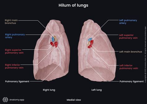 Lungs | Encyclopedia | Anatomy.app | Learn anatomy | 3D models ...