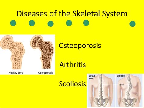 PPT - The Body Systems PowerPoint Presentation, free download - ID:853376