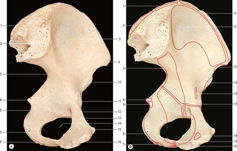 Auricular Surface Of Ilium