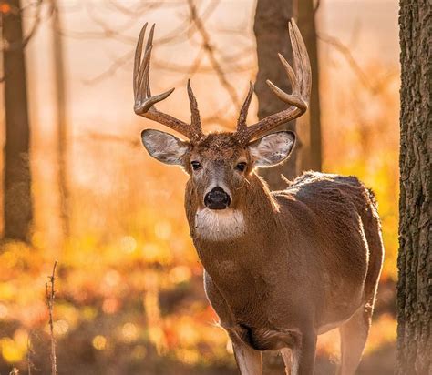 Amazon.com : Whitetail Deer Food Plot Seed | Turnip Radish Clover Wheat ...