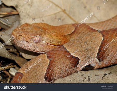 Copper Head Snake Images: Browse 447 Stock Photos & Vectors Free Download with Trial | Shutterstock