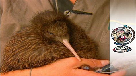 Kiwis: Saving The World's Cutest Endangered Birds | Endangered, Kiwi bird, Kiwis
