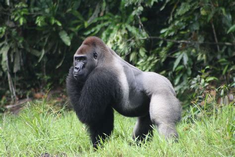 Strongest gorilla species: Strongest gorilla, The strongest species of ...
