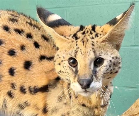 Wild Serval Cat Wild African Serval Cat Discovered Near Missouri Farm