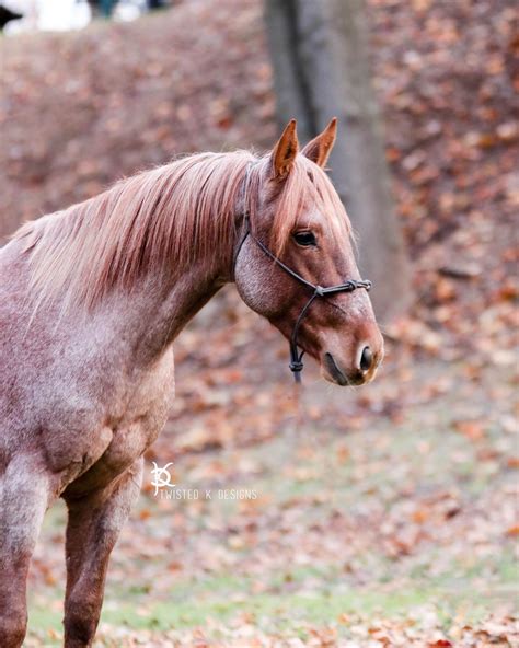 Strawberry Roan Horse