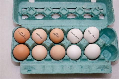Barred Plymouth Rock Eggs