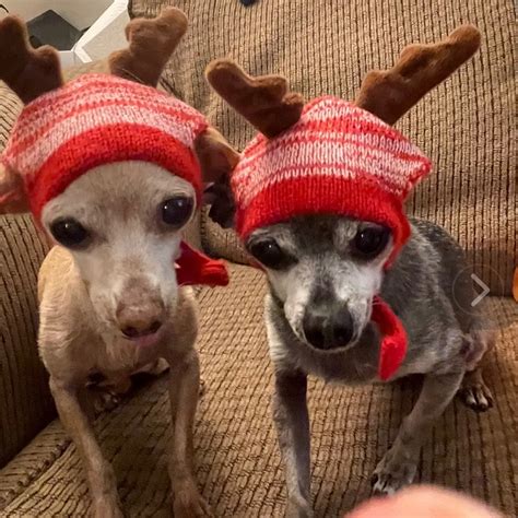 Silverado Veterinary Hospital Tour | Vet Clinic In Napa, CA