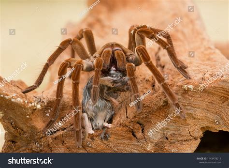 Goliath Birdeater Theraphosa Blondi Belongs Tarantula Stock Photo ...