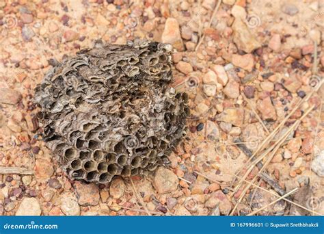 Hornet Nest Ground