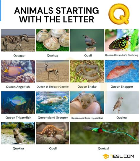 Animals that Start with Q: Fun Facts and Pictures • 7ESL
