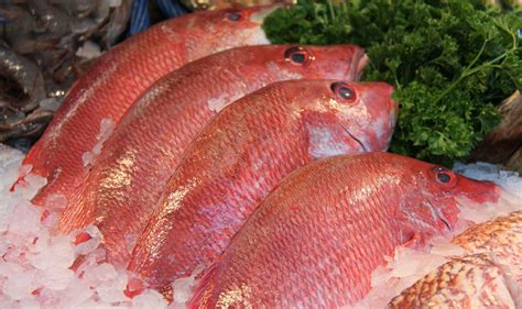 Flounder Fish Vs Red Snapper at Elijah Byrnes blog
