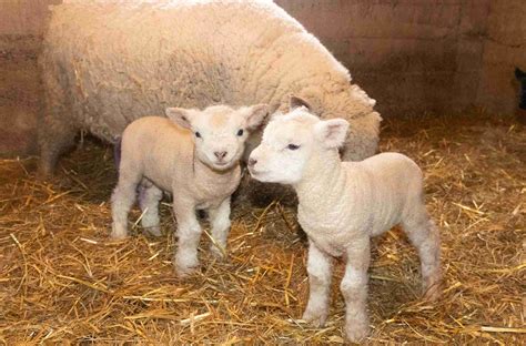 The Ultimate Guide: English Southdown Babydoll Sheep - The Old Walsh Farm