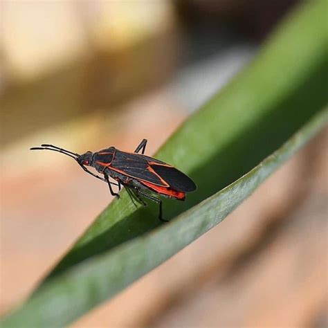 What Do Boxelder Bugs Eat? Are Boxelder Bugs Harmful - 13 Control Ways