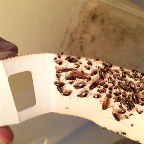 Cockroach Infestation Archives - Poulin's Pest Control