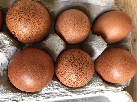 Welsummer Chicken Eggs