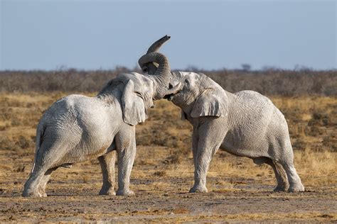 African Elephant Bulls Fighting - Elephant Photography - Wildlife Prints