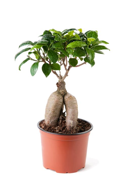 How To Care For A Ficus Bonsai - tweinsyoublog