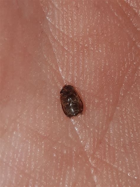 Identifying Small Brown Bugs? | ThriftyFun