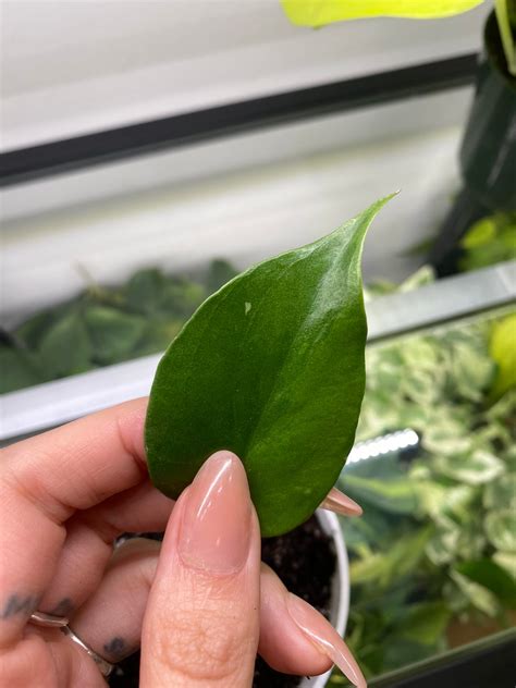 sport variegated monstera deliciosa baby I found today!!! Not sure if it’ll do much more but the ...